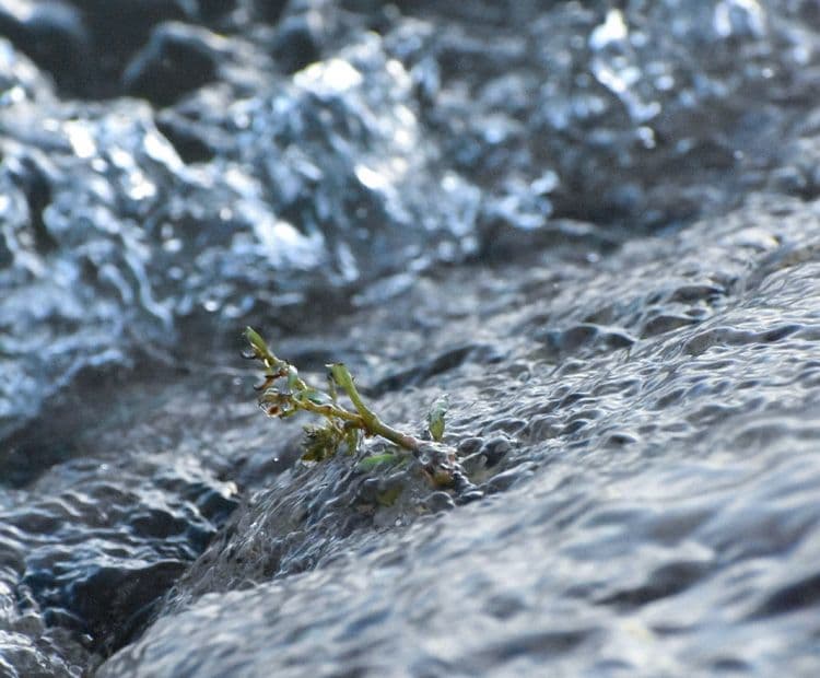 Water Stewardship