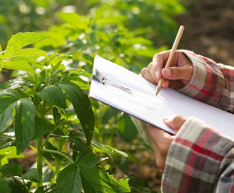 Crop Quality & Productivity & Carbon Capture